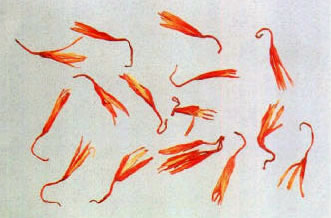 Honghua2